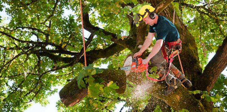 Image for Your Little Rock Tree Service with ID of: 2055247