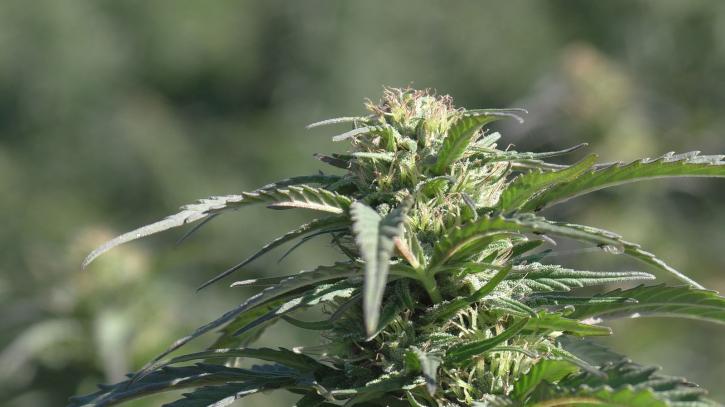 Image for Blue Forest Farms with ID of: 2055644