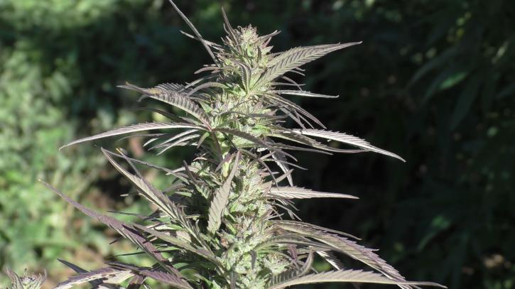 Image for Blue Forest Farms with ID of: 2055645