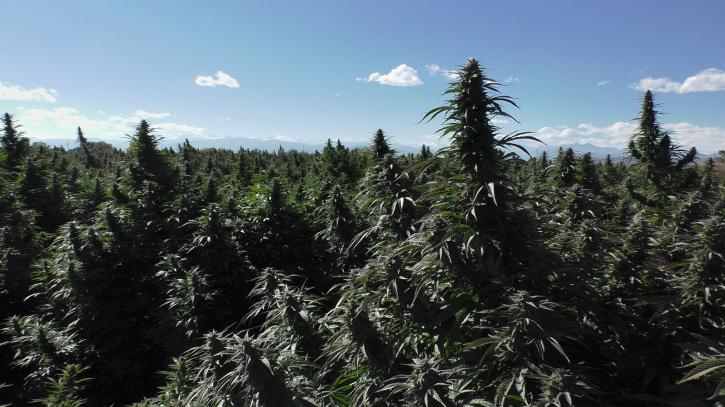 Image for Blue Forest Farms with ID of: 2055649