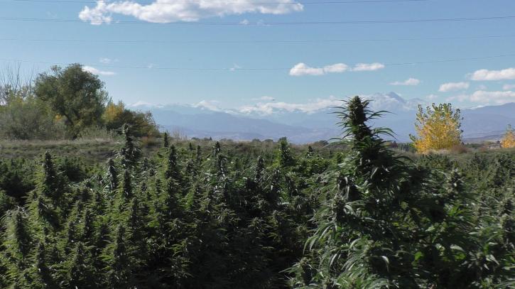 Image for Blue Forest Farms with ID of: 2055650