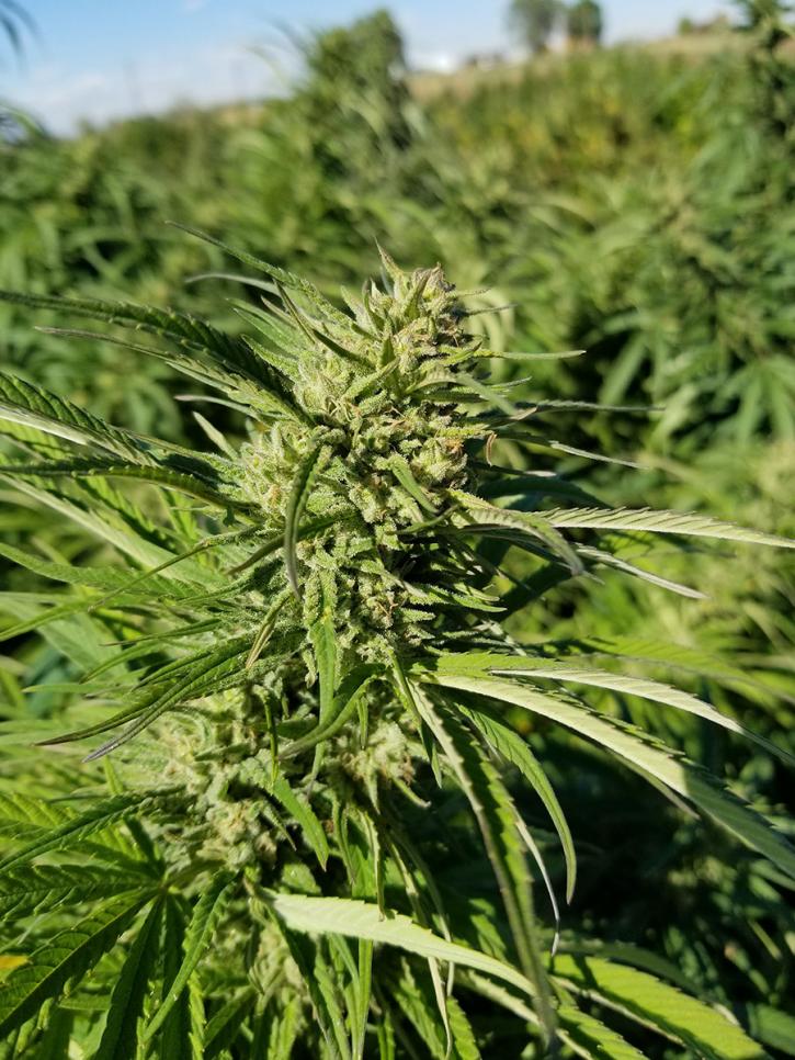 Image for Blue Forest Farms with ID of: 2055656
