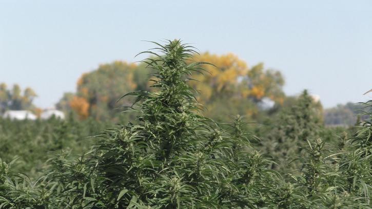 Image for Blue Forest Farms with ID of: 2055660