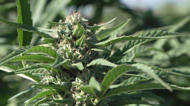 Image for Blue Forest Farms with ID of: 2055661