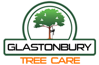 Image for Glastonbury Tree Care with ID of: 2056599
