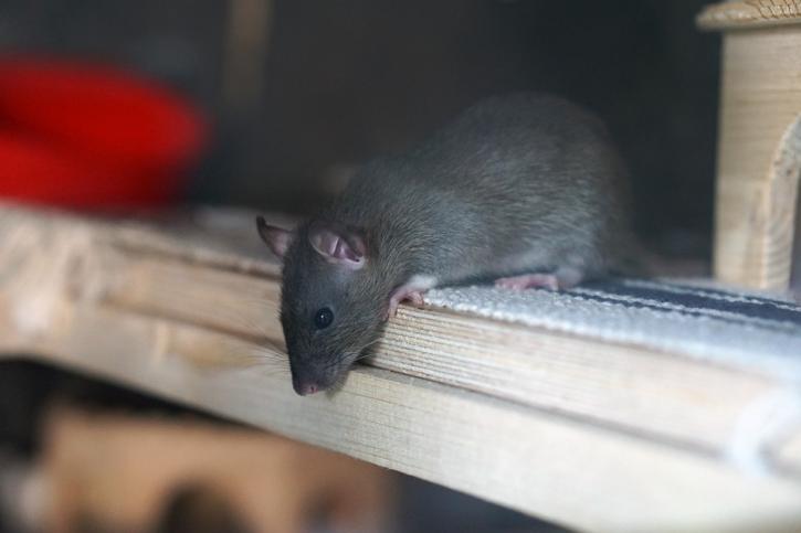 Image for PEST CONTROL SERVICE WASHINGTON DC with ID of: 2060035