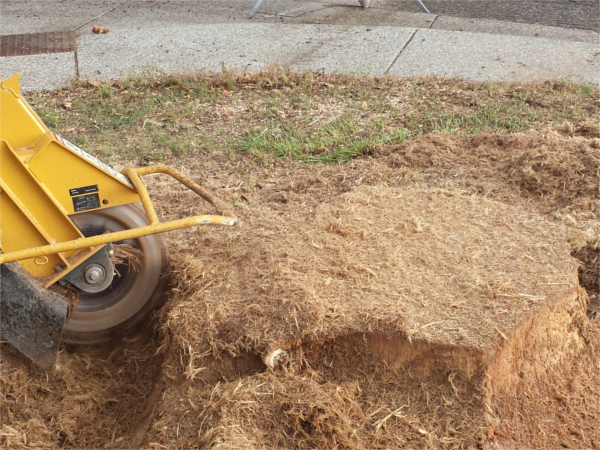 Image for Stump & Grind with ID of: 2061989