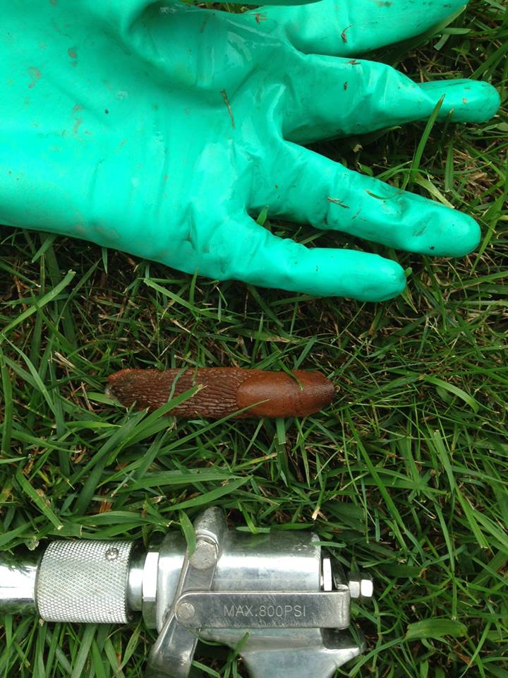 Image for Natura Pest Control with ID of: 2063972