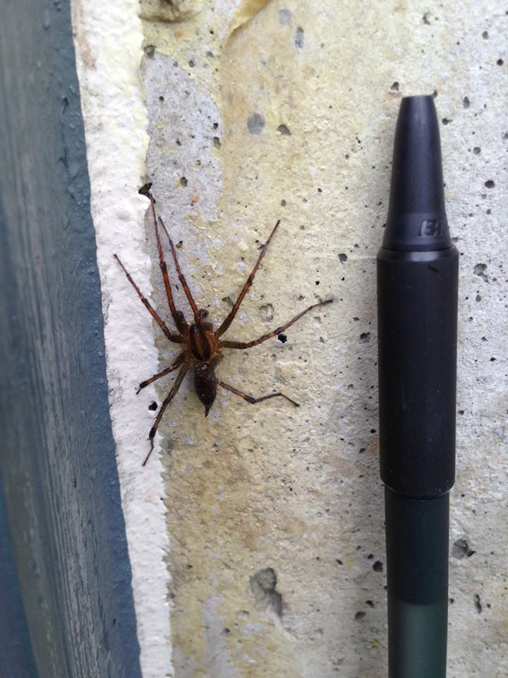 Image for Natura Pest Control with ID of: 2063974
