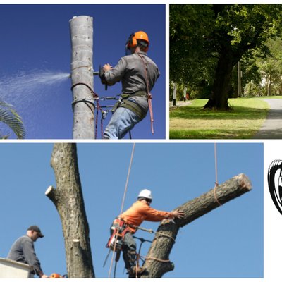 Image for Queretaro Tree Service with ID of: 2065130