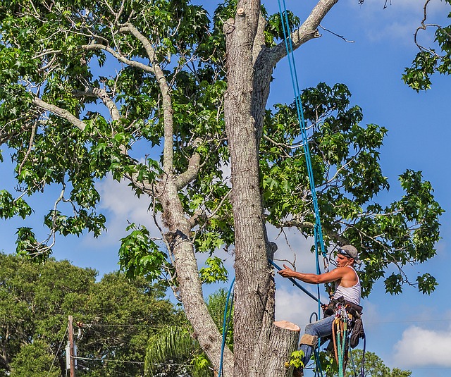 Image for Charlotte Tree Removals with ID of: 2069549