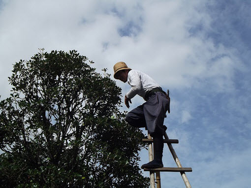 Image for Charlotte Tree Removals with ID of: 2069550