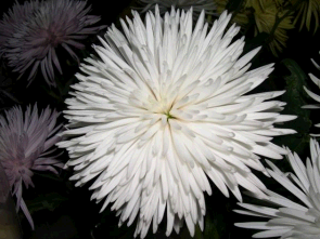 Image for The Flower Shop with ID of: 2080148