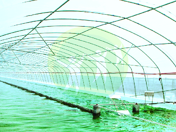 Image for Spirulina Filipina Foundation with ID of: 2083976
