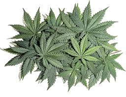 Image for https://nutrahealthtrimsite.com/serenity-cbd-oil/ with ID of: 2084463