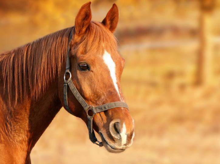 Image for Essential Grooming Tips All Horse Owners Needs to Know with ID of: 2088275