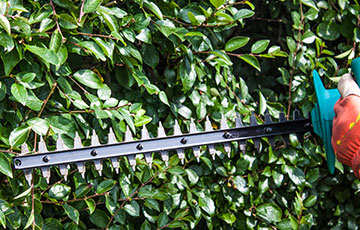 Image for Lawn Care Services with ID of: 2097918