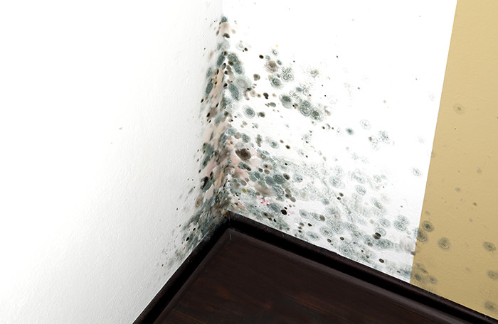 Image for Indoor Green Solutions with ID of: 2098409