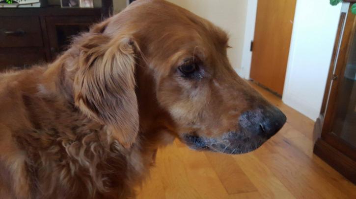 Image for Shady Lane Kennels with ID of: 2101871