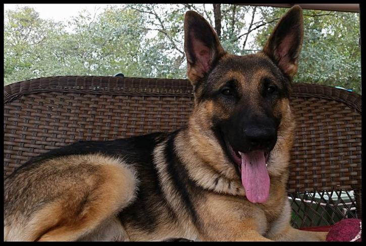 Image for Shady Lane Kennels with ID of: 2101885