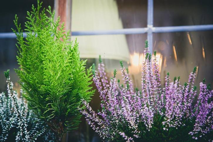 Image for Dr. Green Thumb Landscape Service, LLC with ID of: 2103083