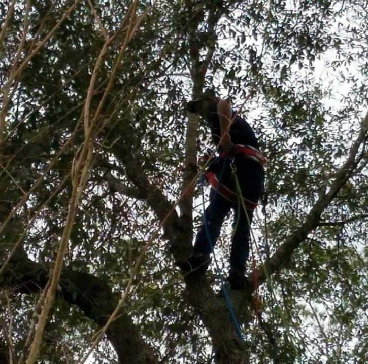 Image for Howells Tree Service with ID of: 2104212