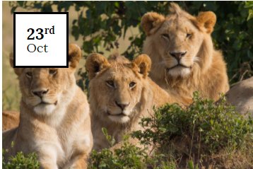 Image for Lion Cubs with ID of: 2105461