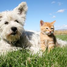 Image for Puss n Pooch Pet Sitting with ID of: 2106244