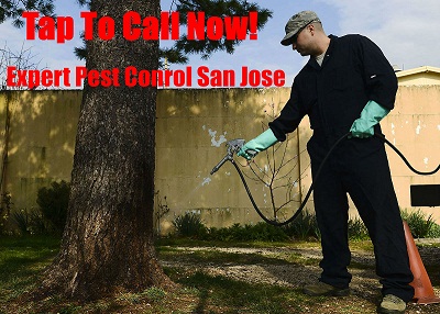 Image for Scurry Pest Control San Jose with ID of: 2111515