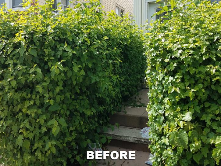 Image for UNBEATABLE RATES Tree Service & Removal with ID of: 2114132