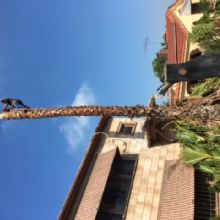 Image for MC Tree Service with ID of: 2116172