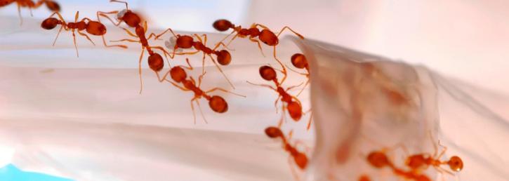 Image for Bed Bug Exterminator with ID of: 2118073