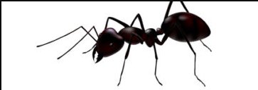 Image for Cincinnati Pest Control Pros with ID of: 2121087