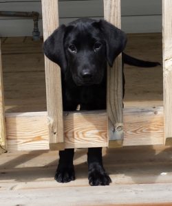 Image for Things to Consider Before Buying a Labrador Puppy with ID of: 2122644