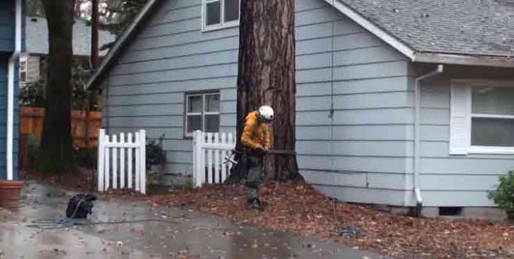 Image for Evanston Tree Service with ID of: 2123343
