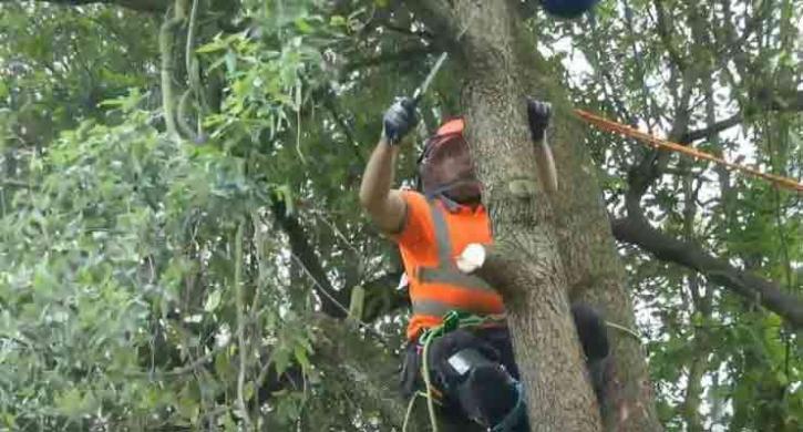 Image for Evanston Tree Service with ID of: 2123346
