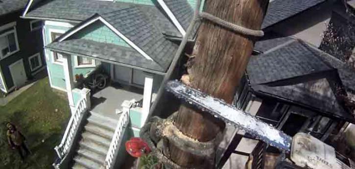 Image for Evanston Tree Service with ID of: 2123348