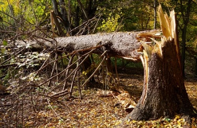 Image for Newark Tree Care with ID of: 2124779