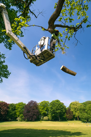 Image for Newark Tree Care with ID of: 2124783