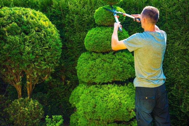 Image for Tree Surgeon Gloucester with ID of: 2124872