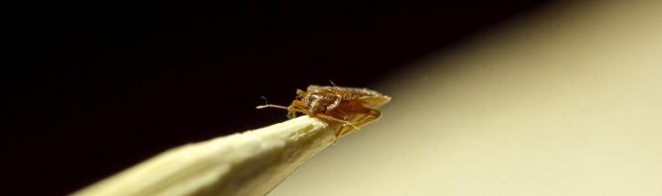 Image for Bed Bugs Bronx with ID of: 2127181