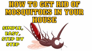 Image for Mosquito Restoration with ID of: 2129729