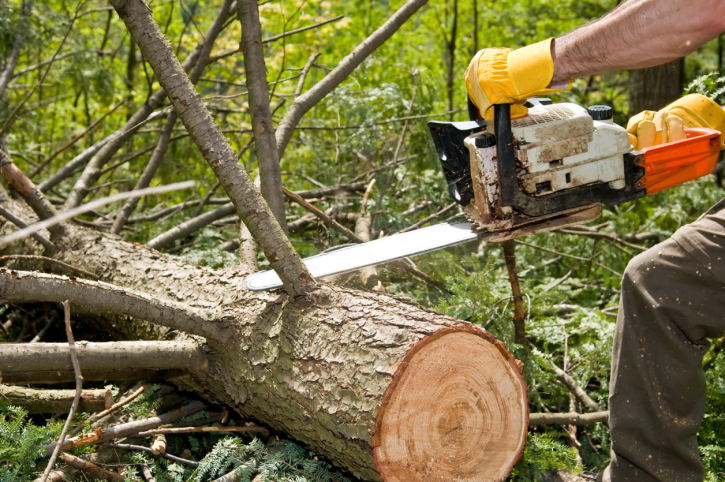 Image for Bovaird Tree Service with ID of: 2138952