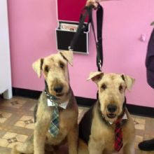 Image for Head To Tail Pet Grooming with ID of: 2146256