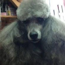 Image for Head To Tail Pet Grooming with ID of: 2146261