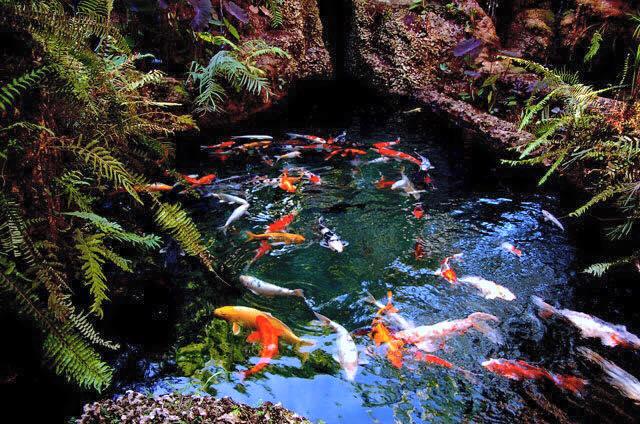 Image for Redland Koi and Pond with ID of: 2147696