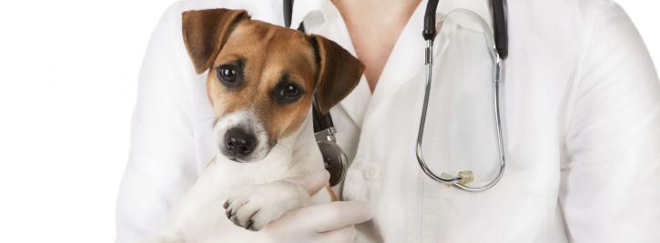 Image for Dog Clinic with ID of: 2150796