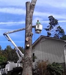 Image for Jon's Tree Service Birmingham with ID of: 2151134