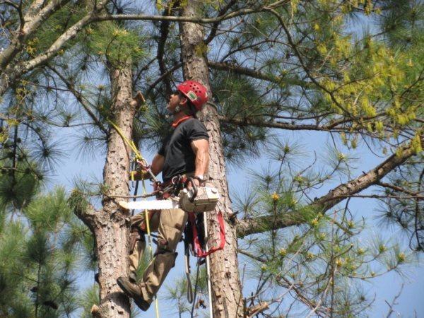 Image for Jon's Tree Service Birmingham with ID of: 2151135
