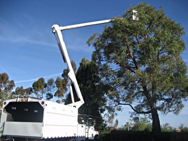 Image for Jon's Tree Service Birmingham with ID of: 2151137